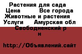 Растения для сада › Цена ­ 200 - Все города Животные и растения » Услуги   . Амурская обл.,Свободненский р-н